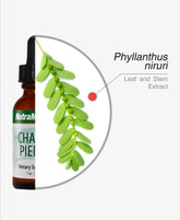 CHANCA PIEDRA - Stone Breaker - GREEN LIFE CYPRUS